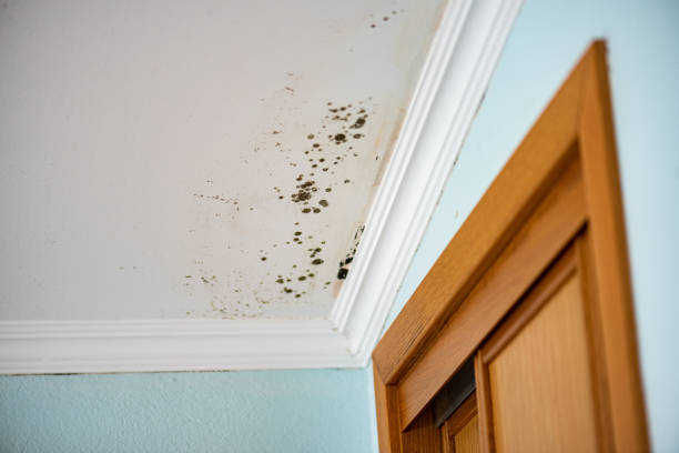 Best Local Mold Removal Service  in West Grove, PA