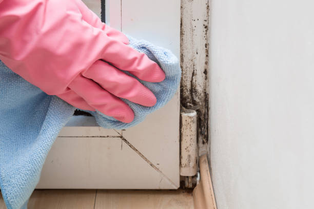 Best Office Mold Removal Services  in West Grove, PA