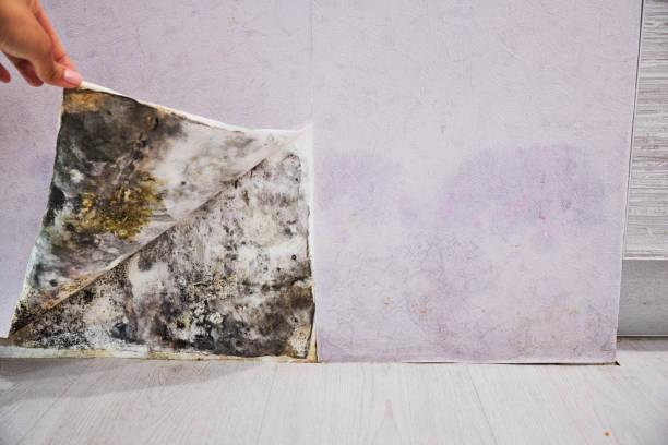 Trusted West Grove, PA Mold Removal Experts